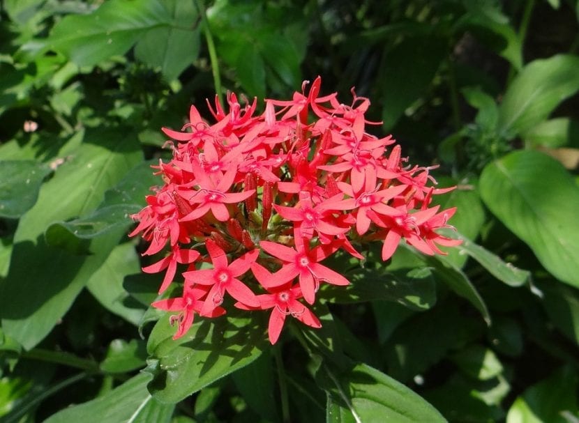 Inflorescencia en corimbo de Pentas lanceolata con flores estrelladas