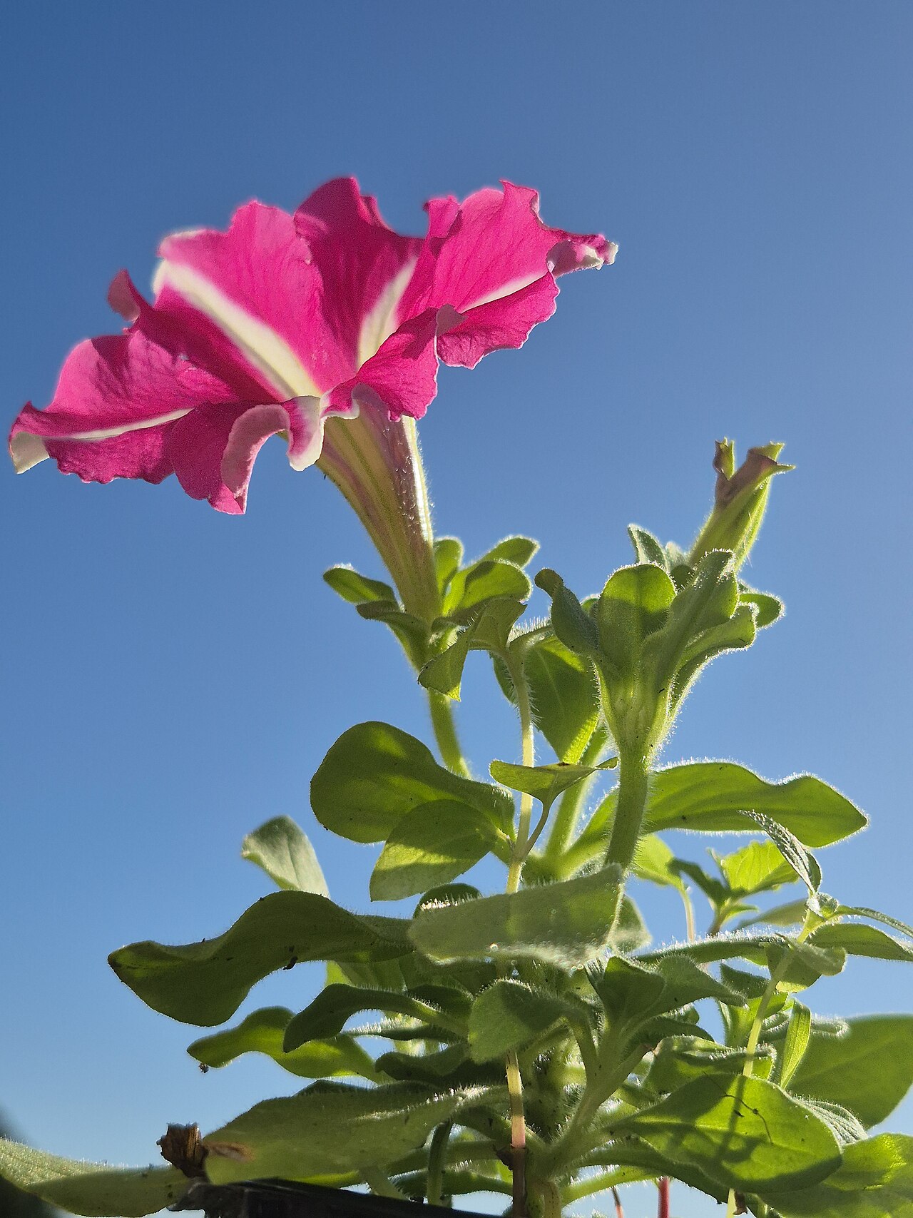 Petunia grandiflora: la flor grande y la lluvia