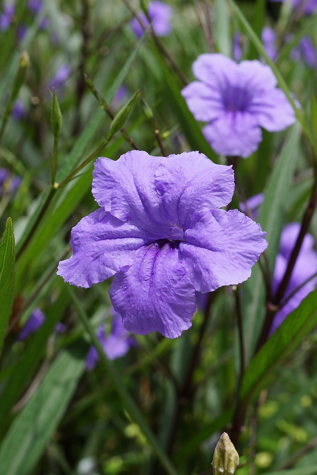 Petunia mexicana: qué planta es en realidad