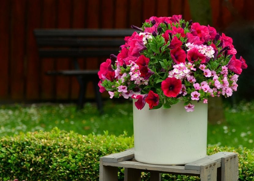 Petunias en flor cultivadas en maceta