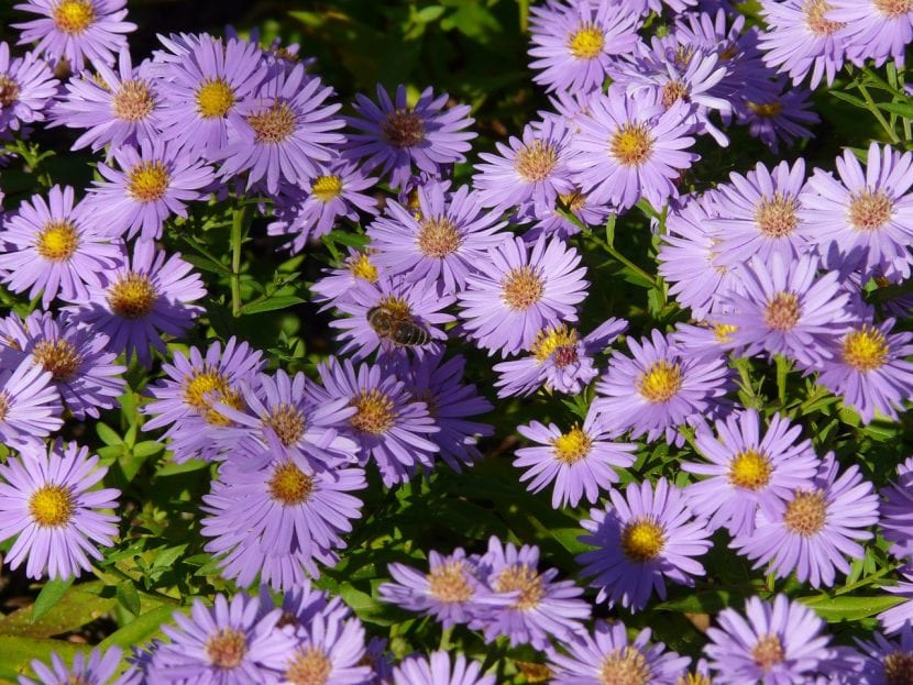 Mata de aster en flor en un arriate de otoño