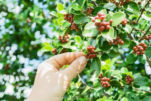 Arbusto de café con frutos