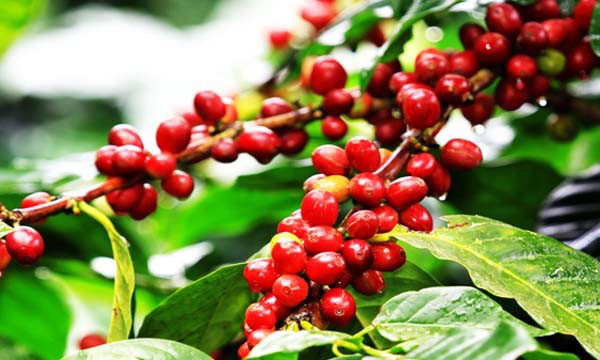 Aspecto de la planta de café, con hojas verdes brillantes