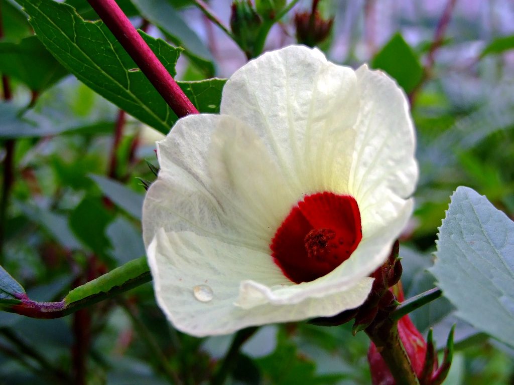 Planta de Jamaica: cultivo del Hibiscus sabdariffa