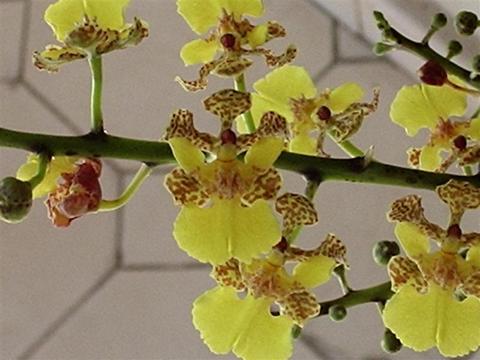 Plantas alucinógenas: cuáles son, toxicidad y ley