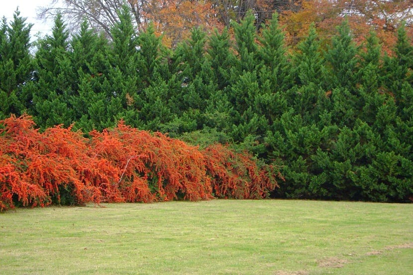 Plantas para cercos verdes: especies, plantación y poda
