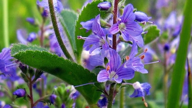 Plantas de larga floración: cuáles duran meses en flor