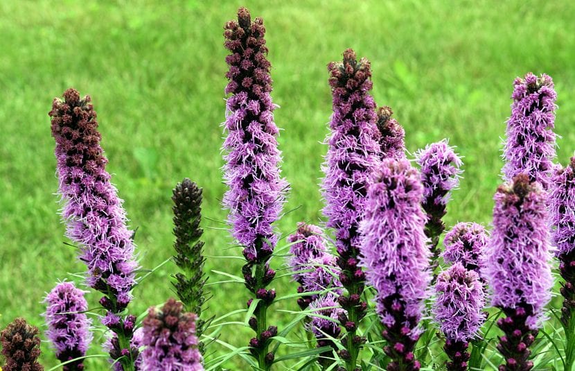 Espigas moradas de Liatris spicata en flor