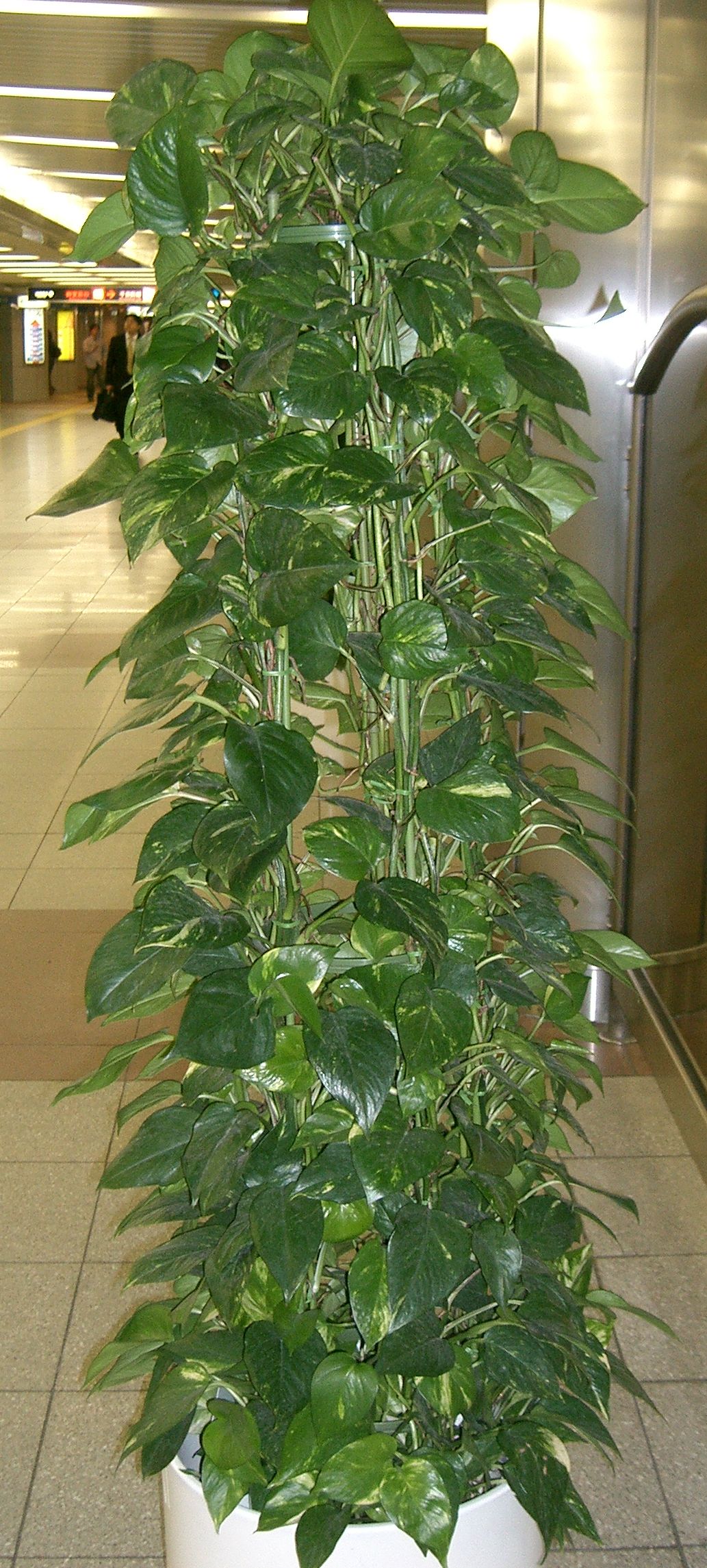 Plantas de interior: cuanta luz tiene de verdad tu casa