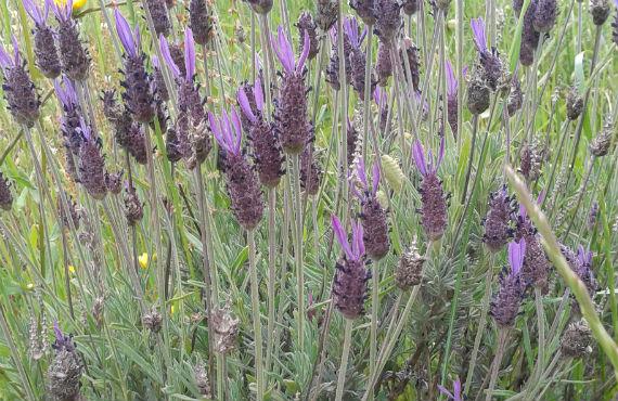 Lavanda silvestre en flor