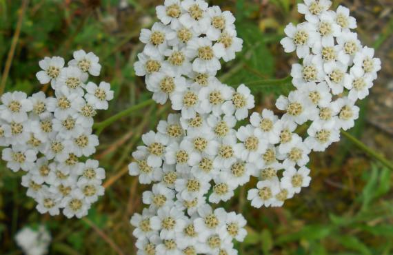 Milenrama en flor