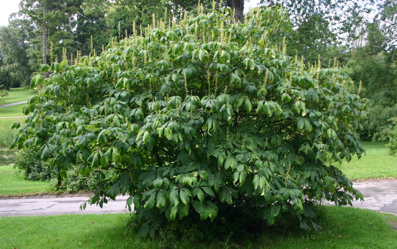 Arbustos de flor para el jardín: cuáles y cuándo