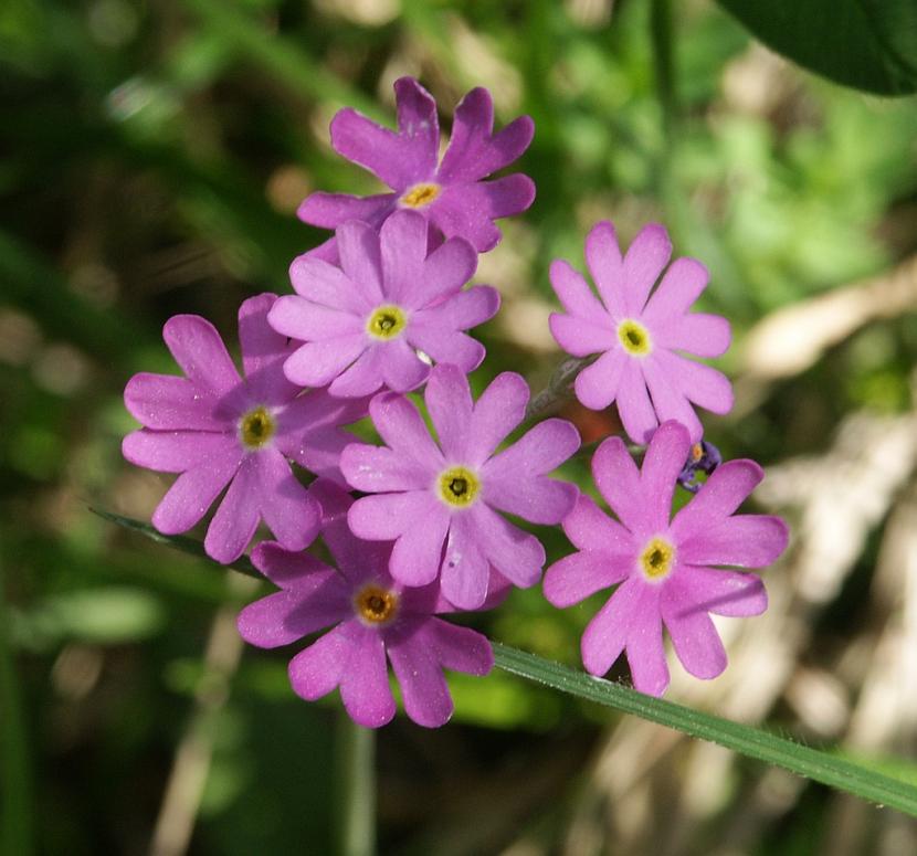 Primula farinosa en floración