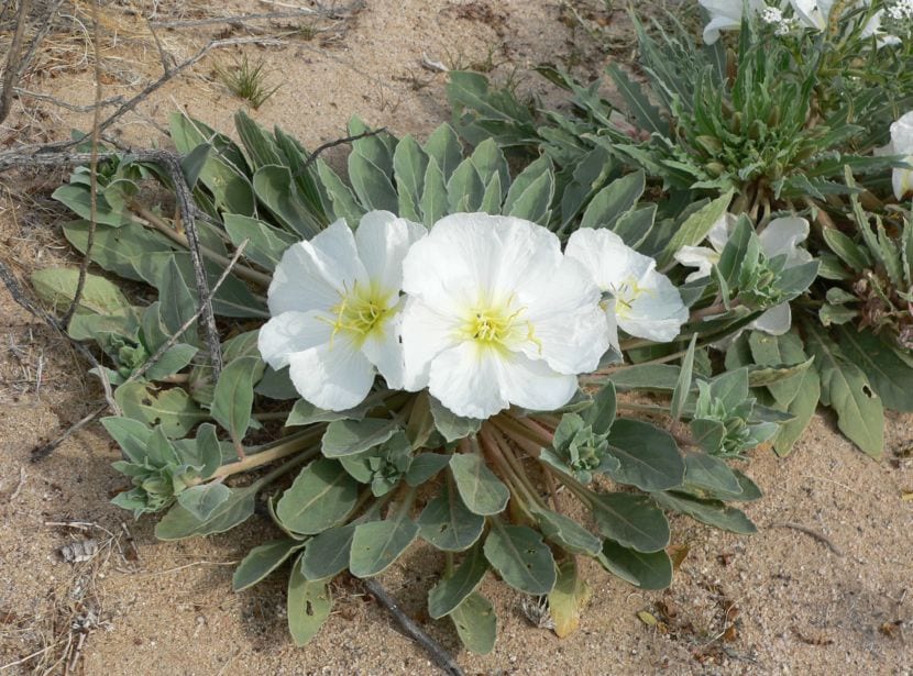 Flor de Oenothera deltoides, la primavera del desierto