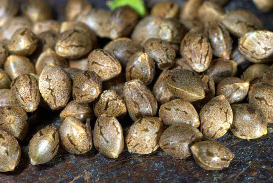 semillas de cannabis