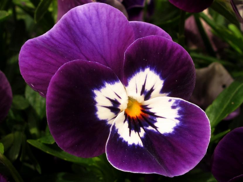 Pensamientos en flor durante el invierno