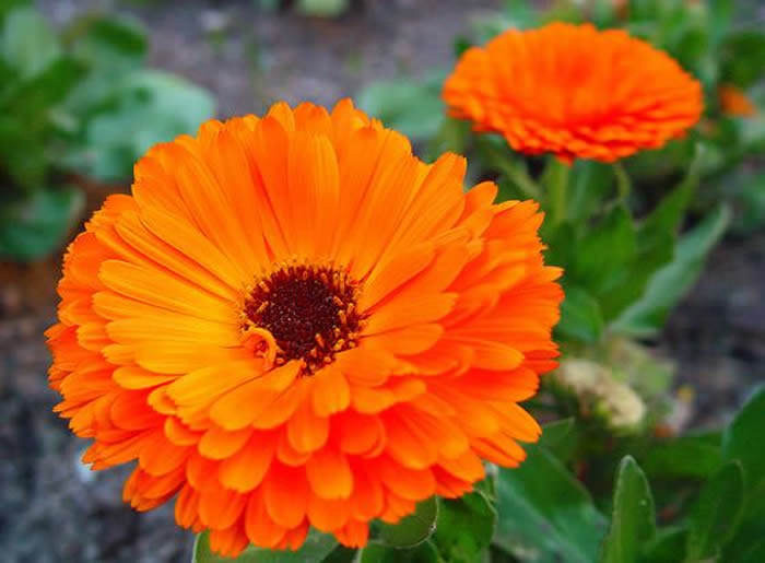 Flor doble de caléndula naranja con el centro oscuro