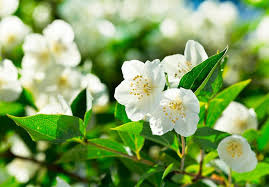 Flores blancas de cuatro pétalos y hojas opuestas de un arbusto llamado falso jazmín