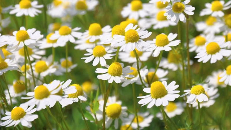 Capítulos de manzanilla con el centro amarillo abombado y lígulas blancas