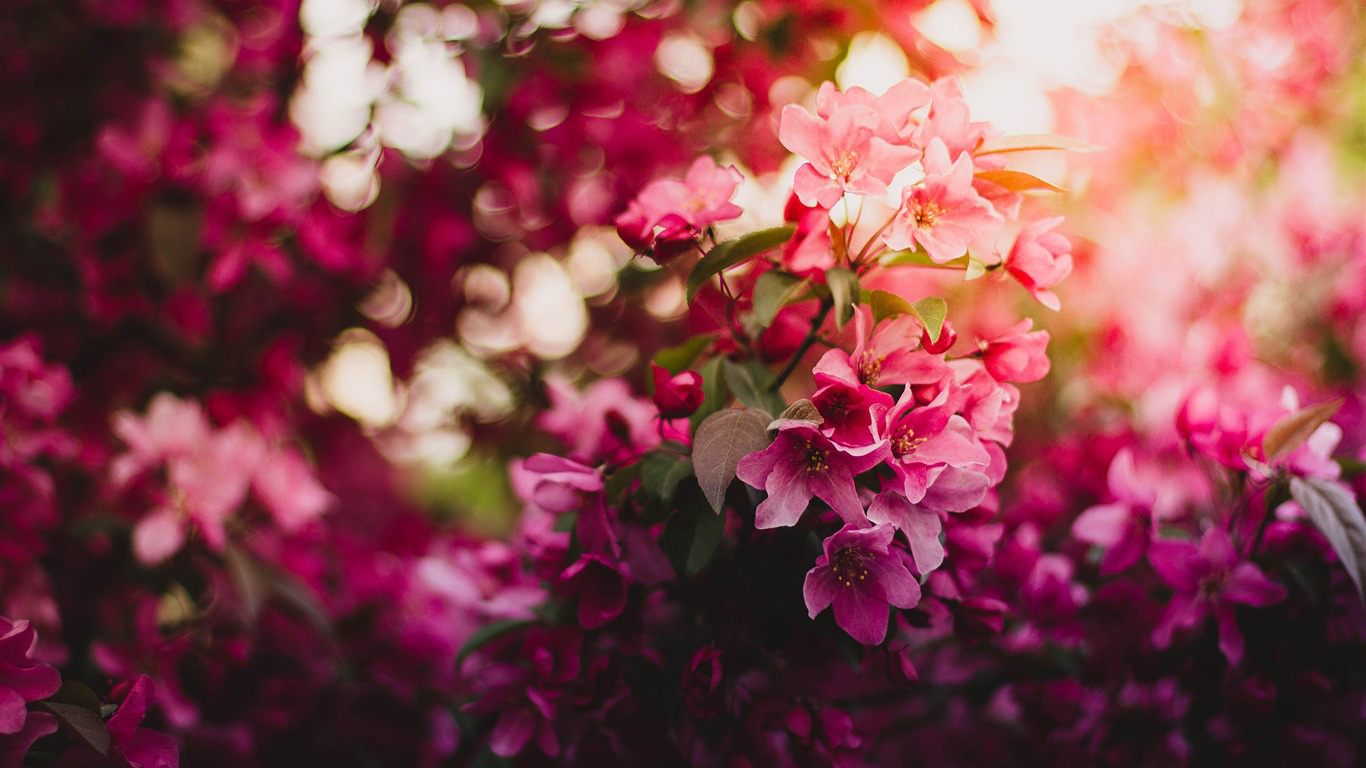 flores usadas en cosmetica