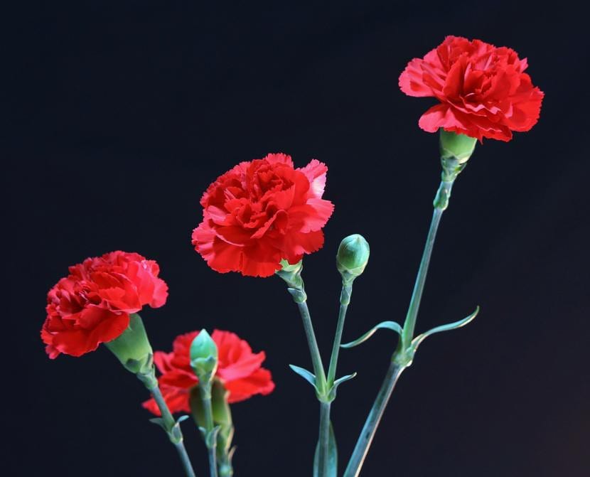 Claveles rojos en flor
