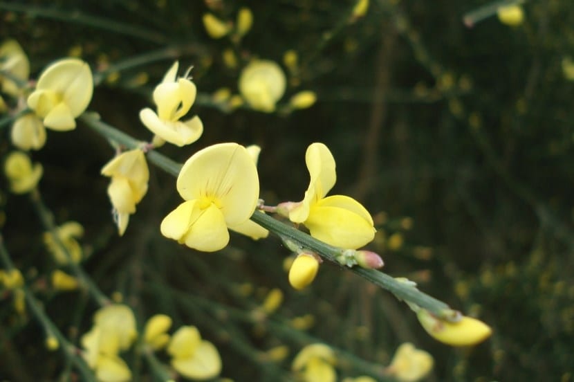 Mata de Cytisus x praecox cubierta de flores amarillas en primavera