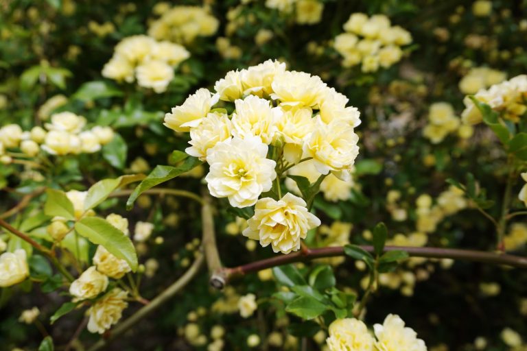 Rosa banksiae de flor amarilla doble en plena floración