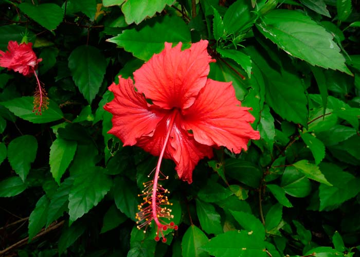 Flor roja de Hibiscus rosa-sinensis con la columna de estambres