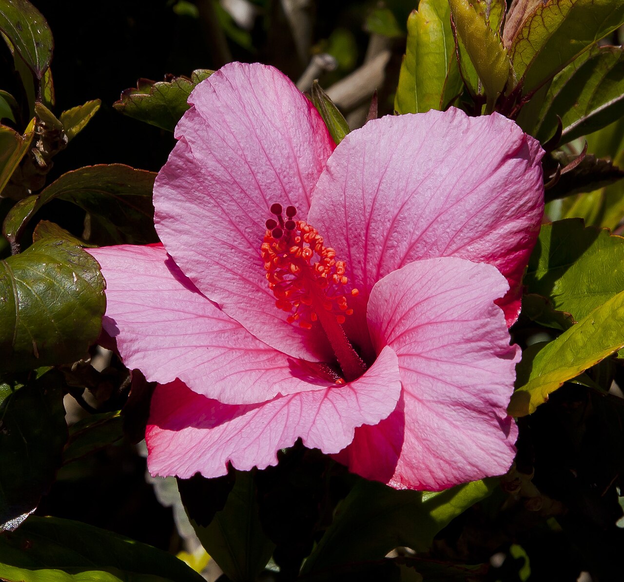 Rosa de China: qué flor es y por qué no es una rosa