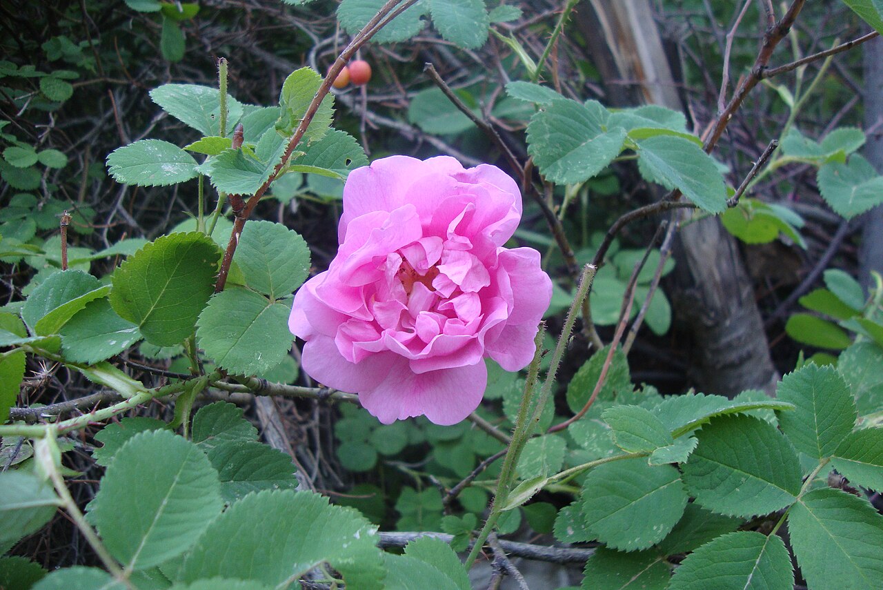 Rosa damascena: el híbrido del que sale el aceite de rosa