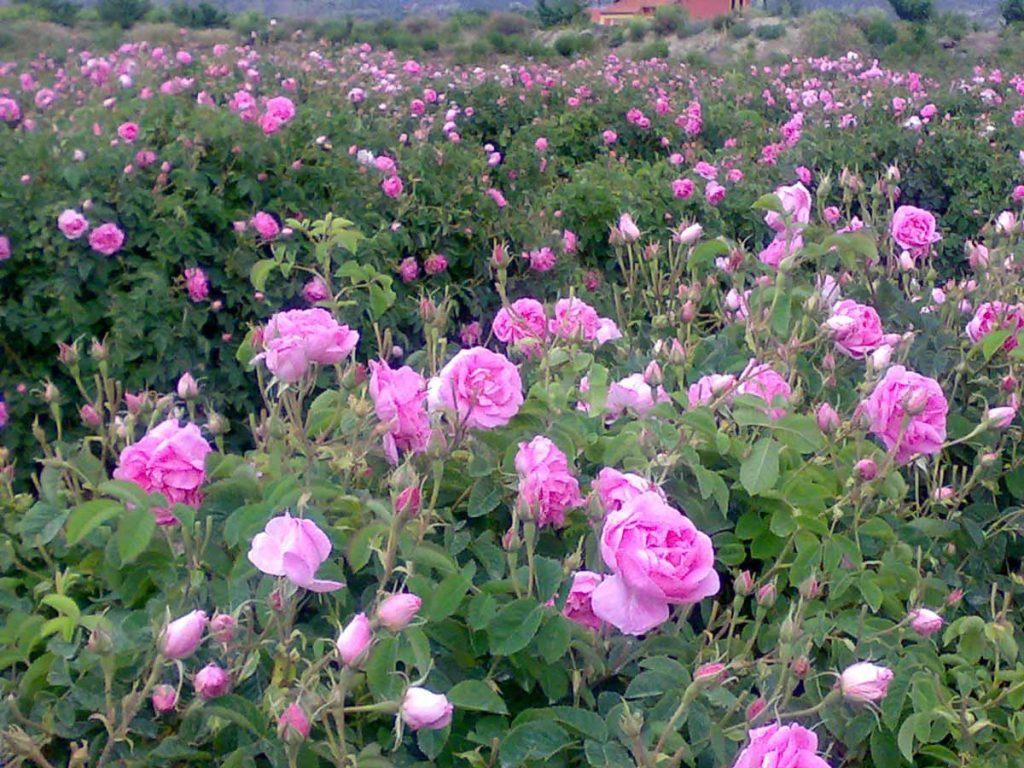 Plantación de rosa de aceite en plena floración