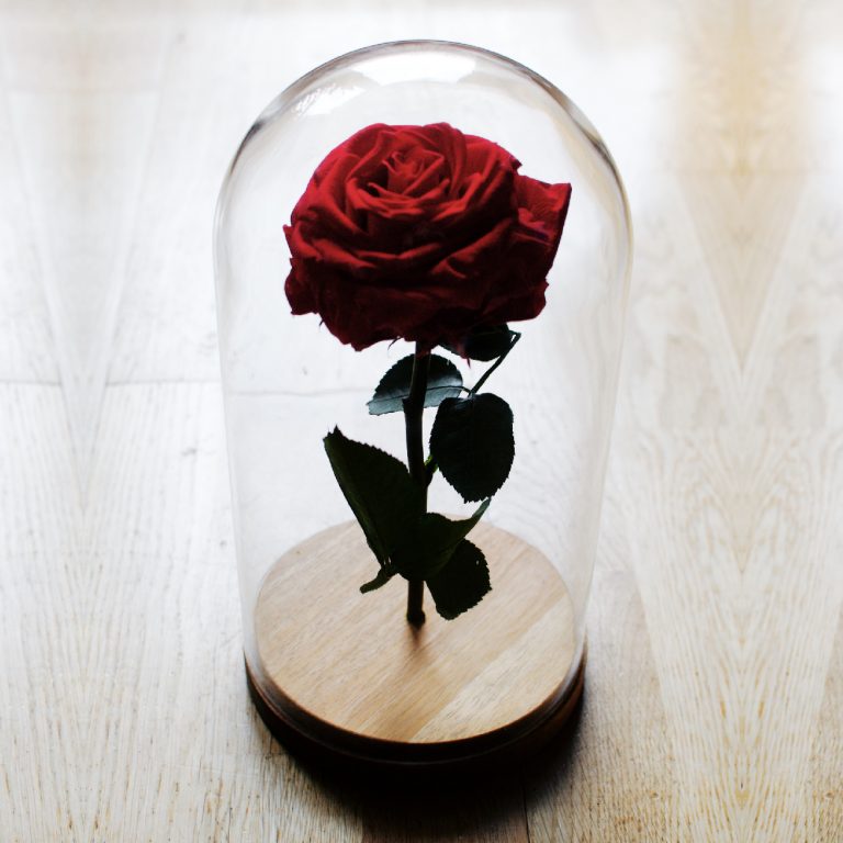 Rosa preservada de color rojo bajo cúpula de cristal con base de madera