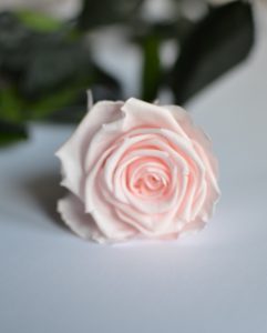 Rosa preservada de color rosa pálido
