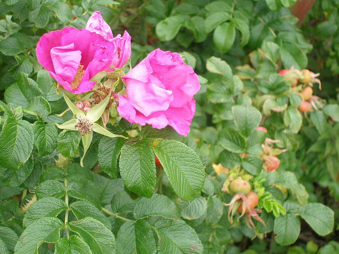 Rosa gallica: la rosa de Provins y su historia