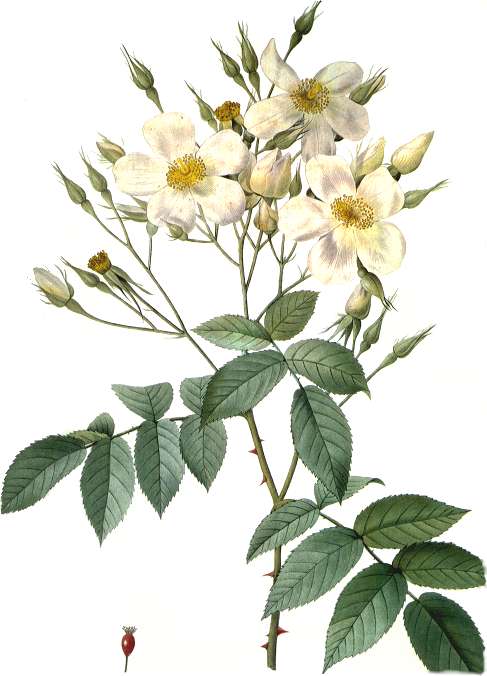 Rosa moschata: la rosa almizclera y el lío del nombre