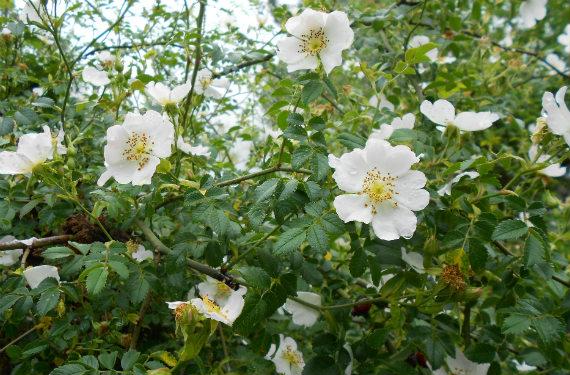 Flor de rosa silvestre con cinco pétalos rosados y estambres amarillos
