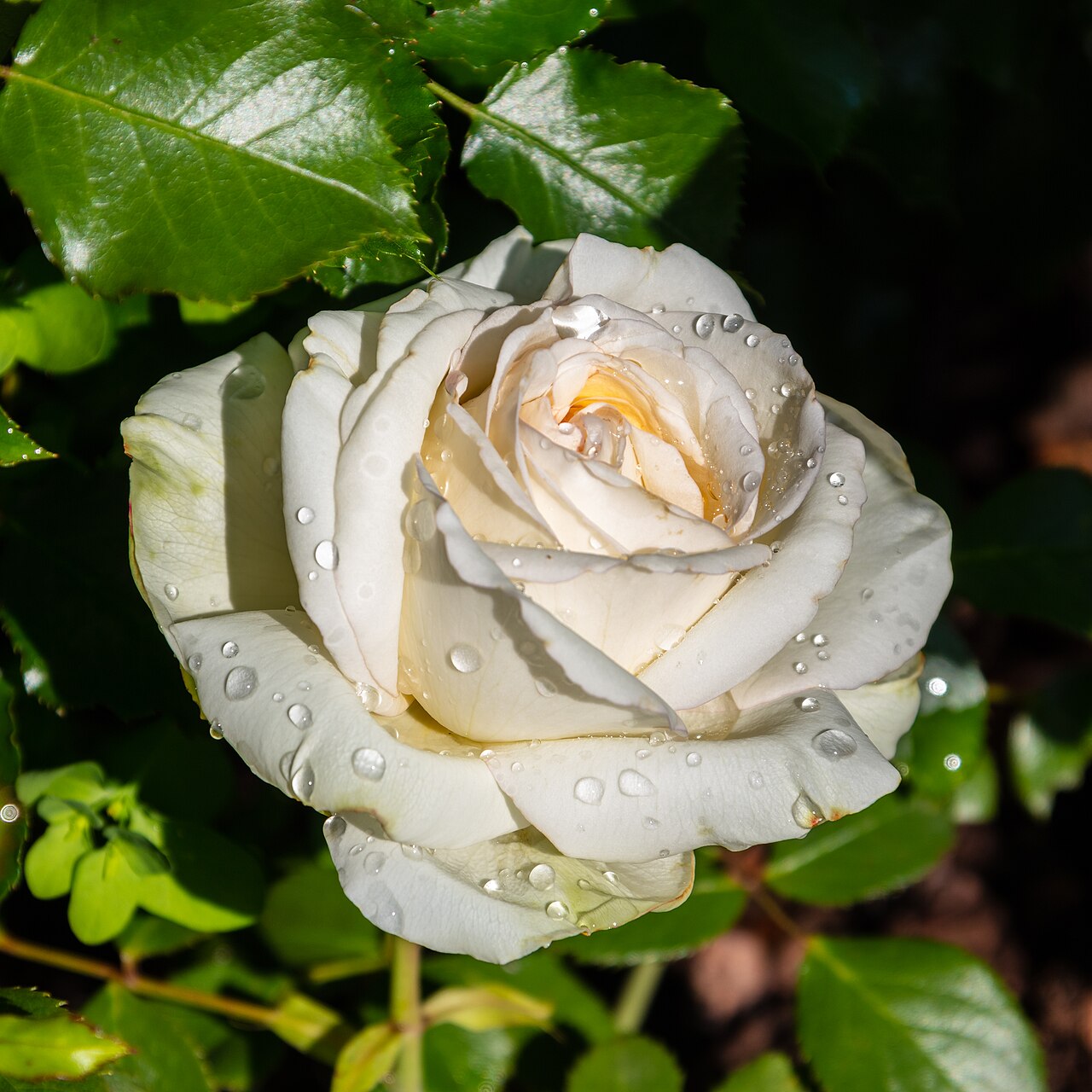 Rosa virginiana: qué especie es y cómo distinguirla