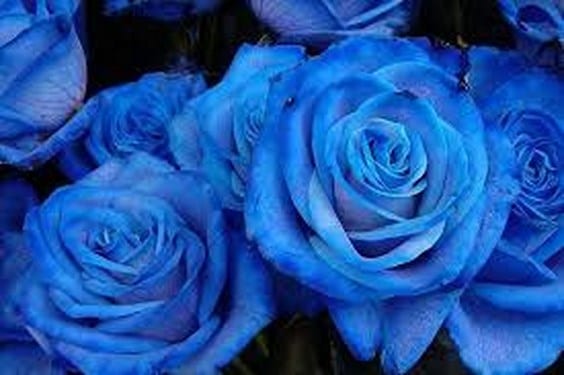 Rosas de tono azulado en un ramo