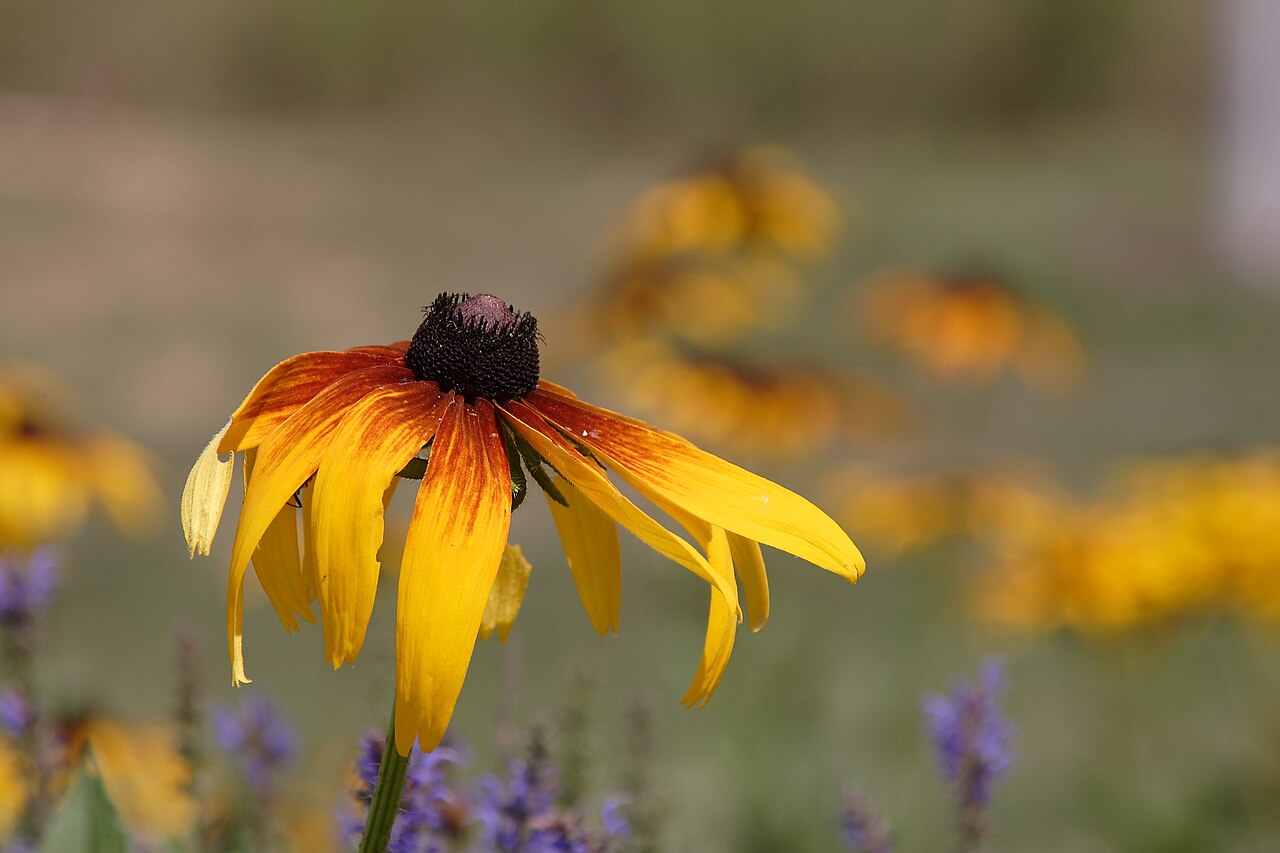 Rudbeckia: cuidados y diferencias con la equinácea