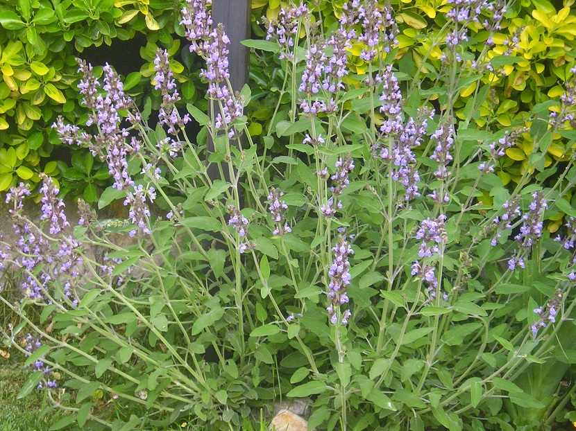 Mata de Salvia sclarea en flor