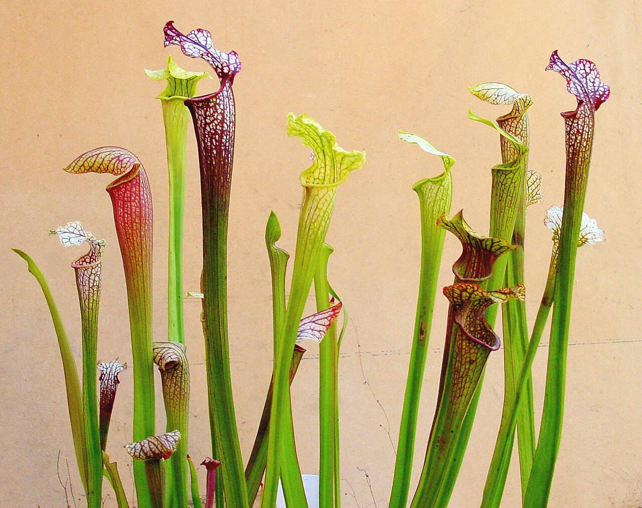 Sarracenia: la planta carnívora de jarra americana