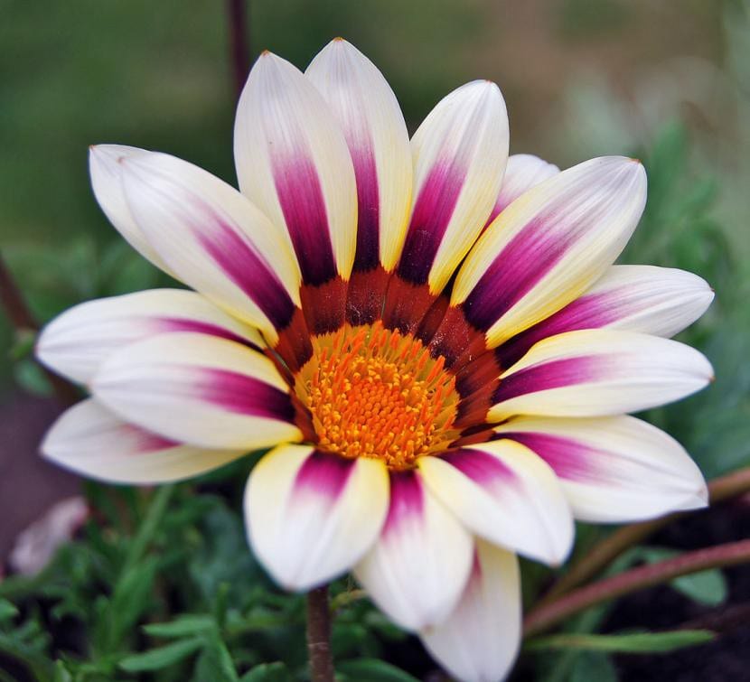 Gazania rigens con la flor completamente abierta al sol