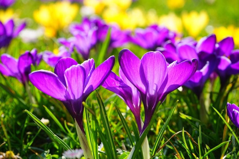 Macizo de flores de primavera en plena floración