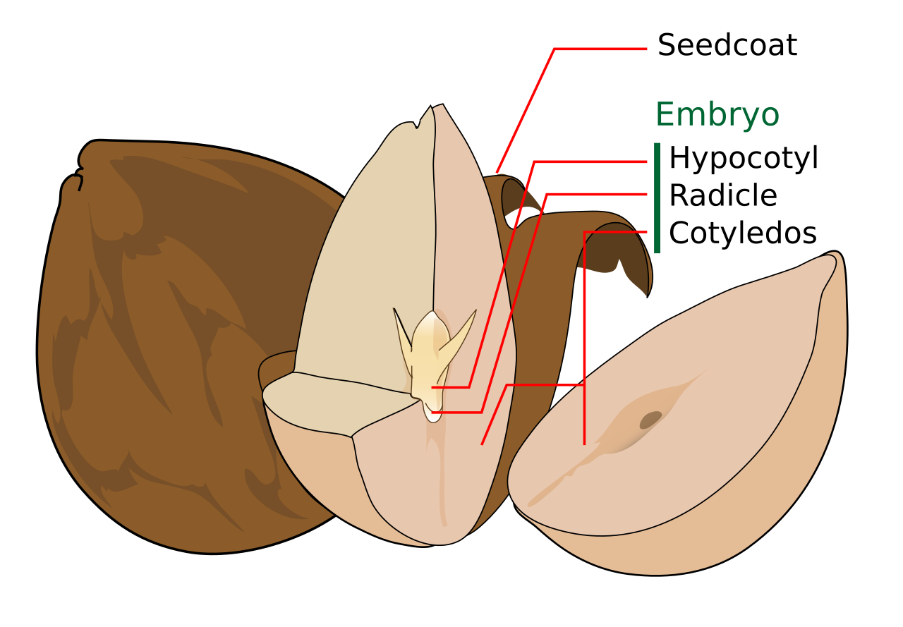 Semilla de cáñamo: variedad certificada y trámite