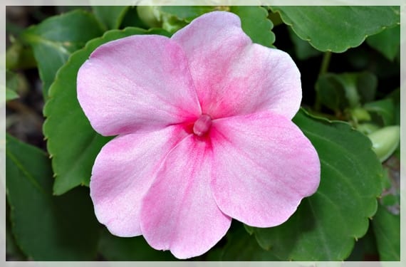 Flor de Impatiens walleriana en primer plano