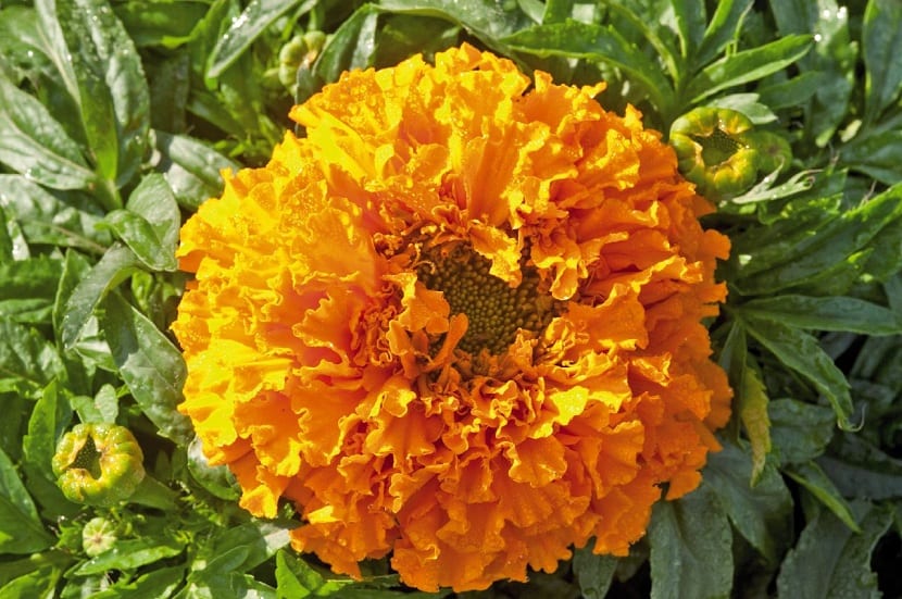 Flor doble y anaranjada del Tagetes erecta