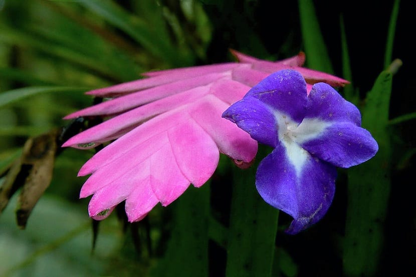 Espiga rosa y flor violeta de Tillandsia cyanea