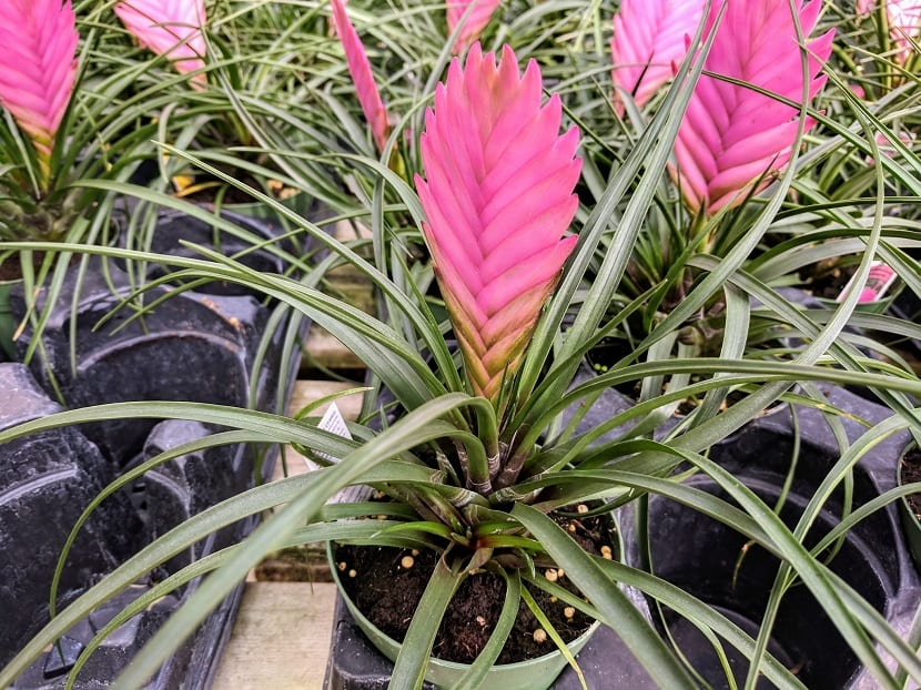 Tillandsia cyanea cultivada en maceta