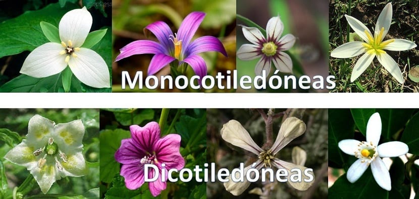Diferencia entre monocotiledóneas y dicotiledóneas