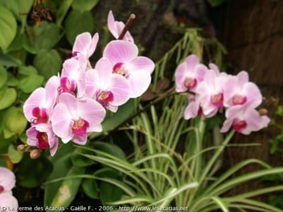 Orquídea silvestre terrestre en el campo